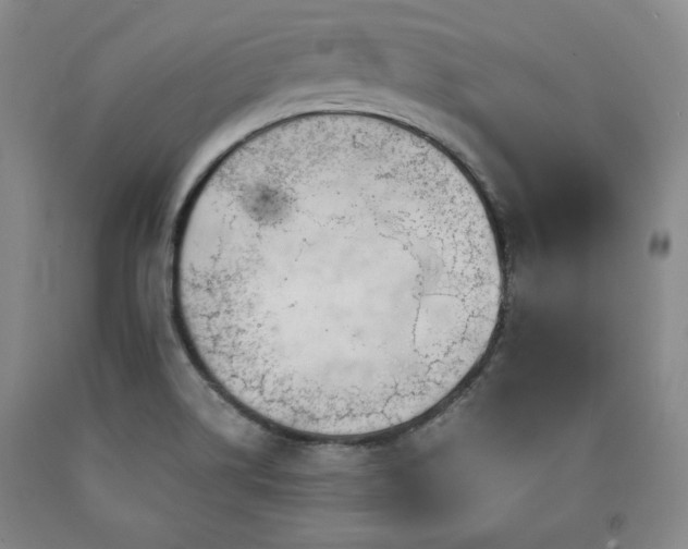 X0000090861514200707271217