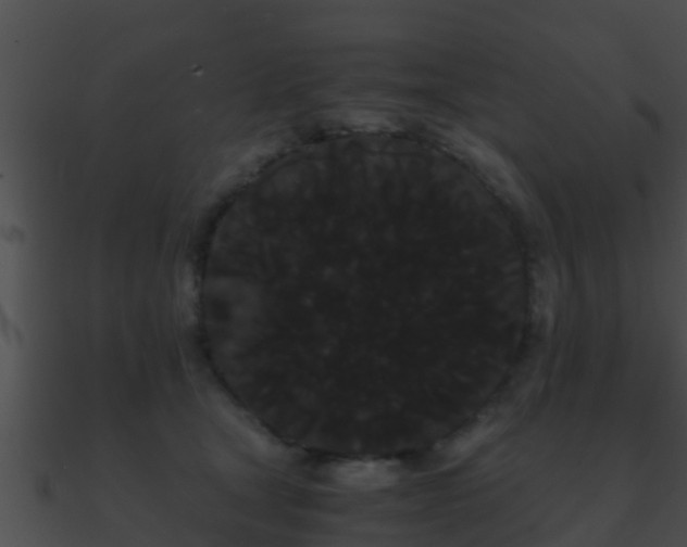 X0000090860465200708030951