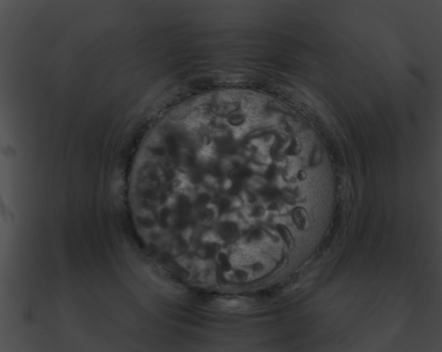 X0000090860557200708030950