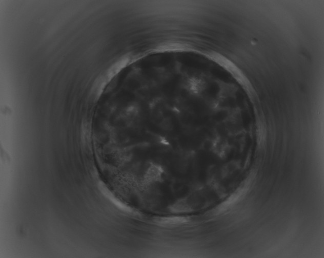 X0000090861337200708030939