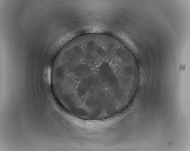 X0000090860022200708101229