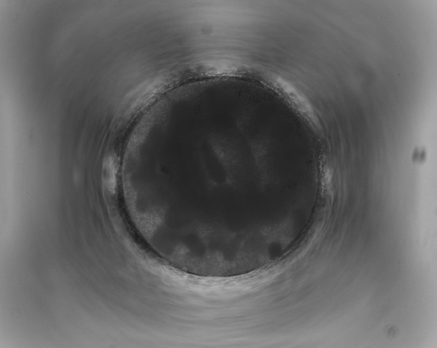 X0000090860026200708101229