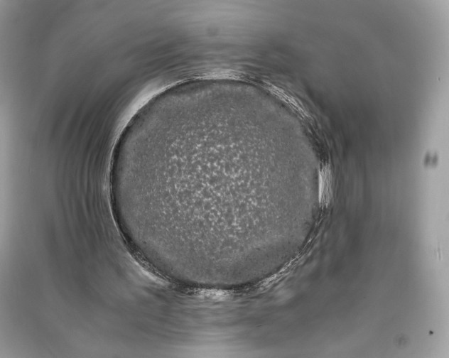 X0000090860195200708101226