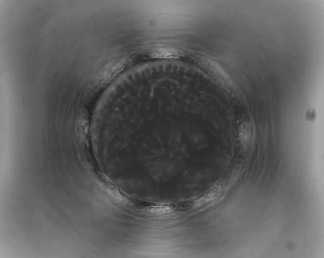 X0000090860322200708101225