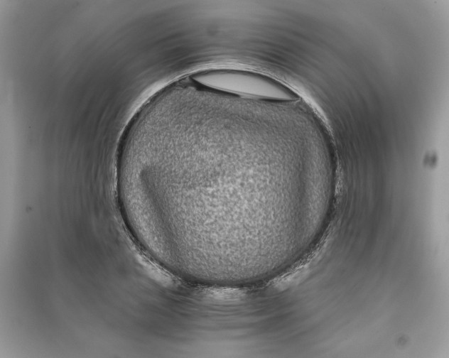 X0000090860837200708101217