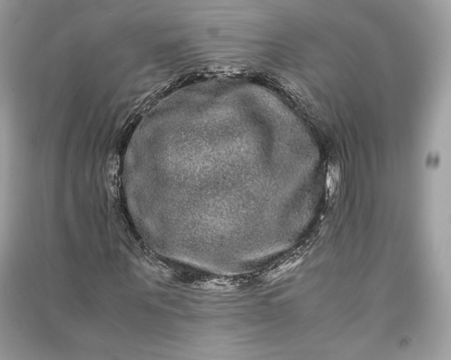 X0000090860867200708101217