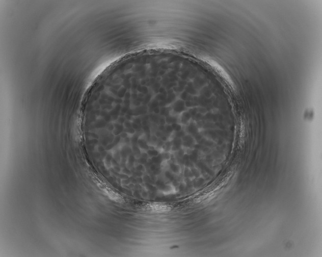 X0000090860878200708101217