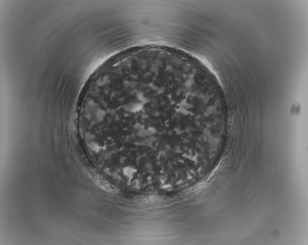 X0000090860879200708101217