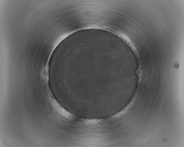 X0000090860892200708101217