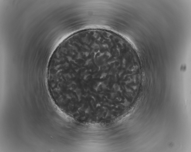 X0000090860895200708101217