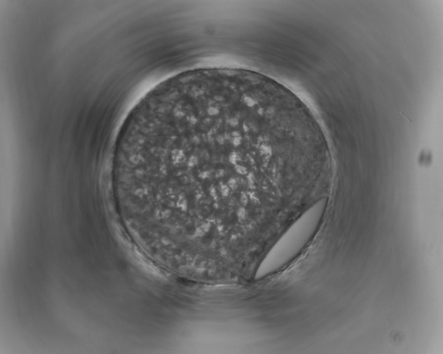 X0000090861008200708101215