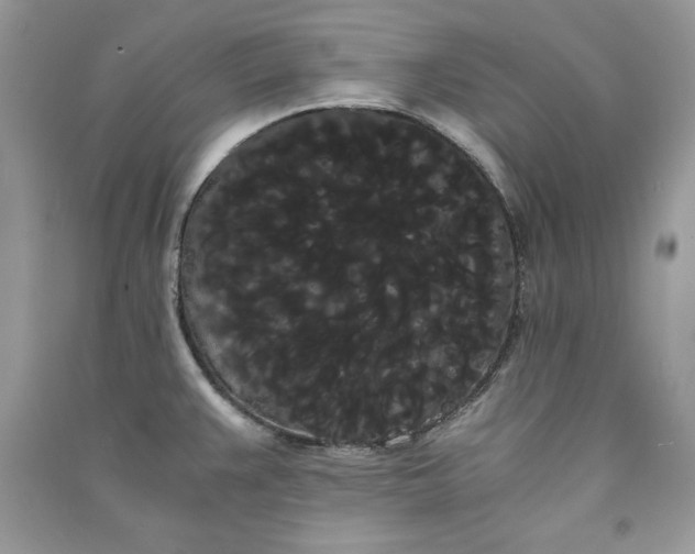 X0000090861383200708101210