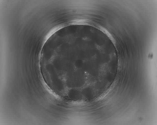 X0000090861386200708101210