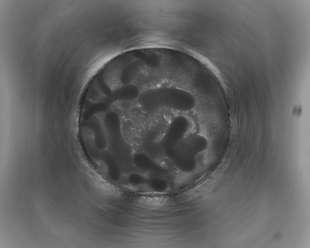 X0000090861415200708101210