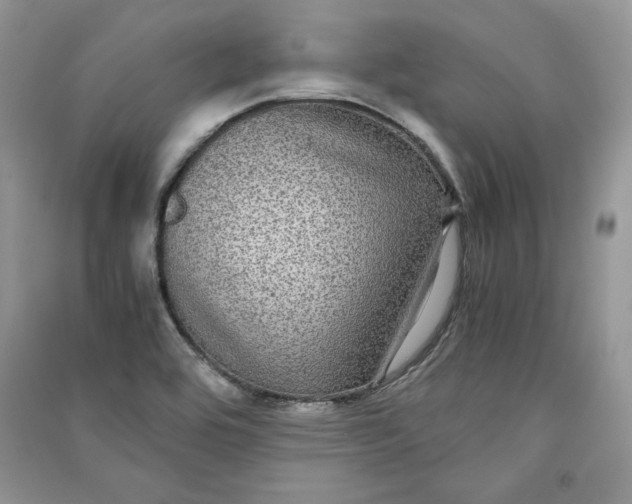 X0000090861464200708101209