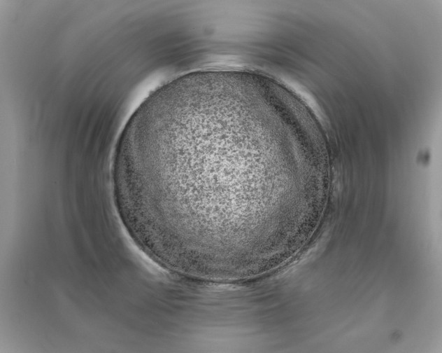 X0000090861475200708101209