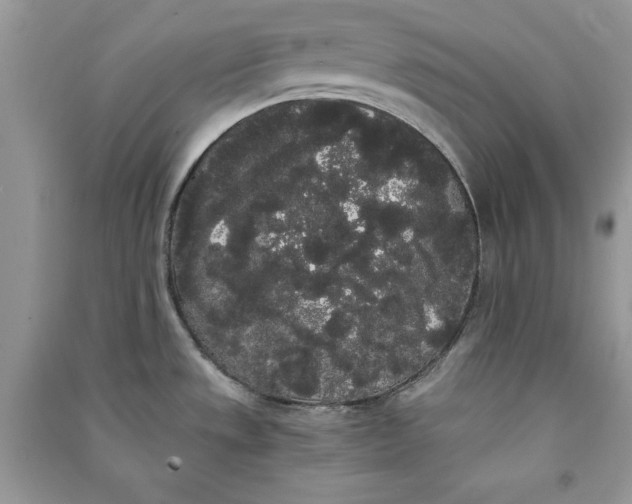 X0000090861533200708101209