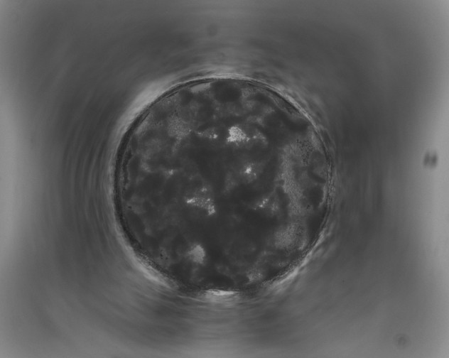 X0000090860055200708171613