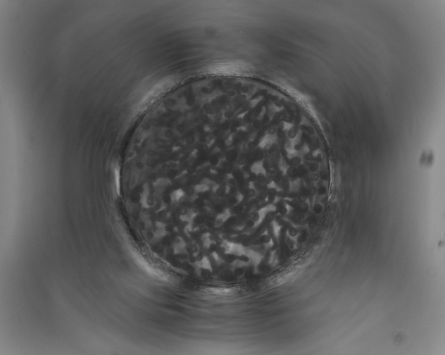X0000090860061200708171613