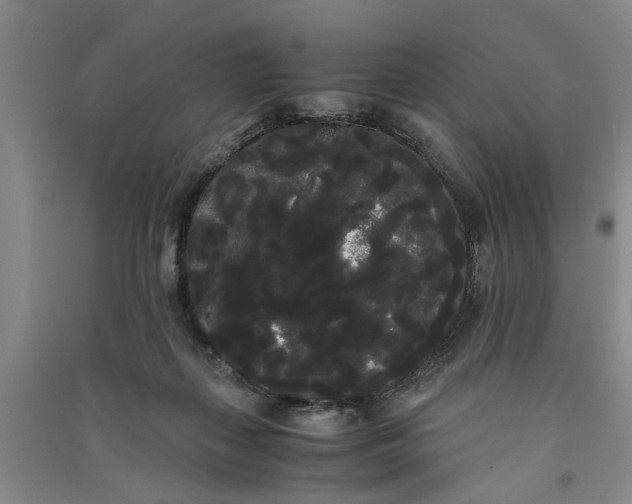 X0000090860267200708171611