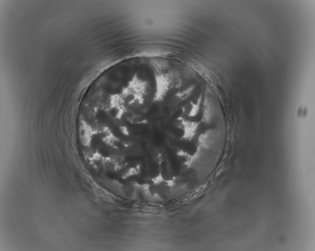 X0000090860337200708171609
