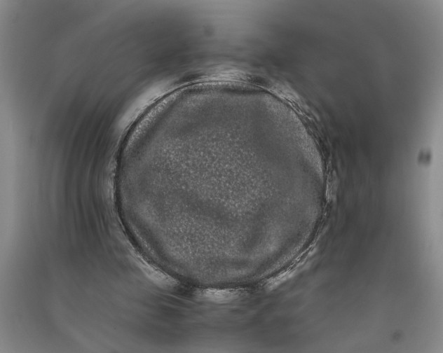 X0000090860341200708171610