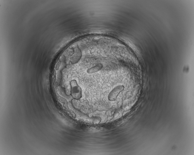 X0000090860346200708171610