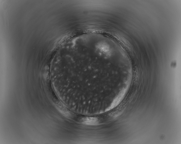 X0000090860361200708171610