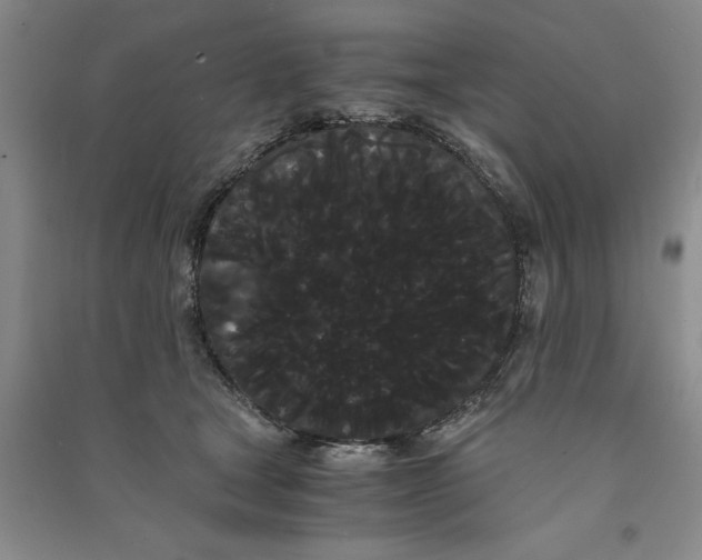 X0000090860465200708171609