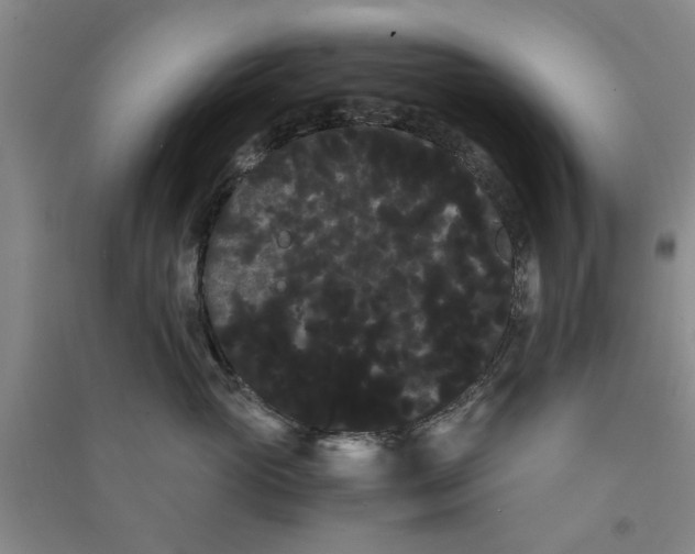 X0000090860765200708171605