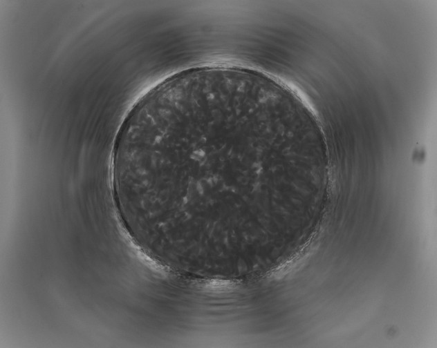 X0000090860839200708171603