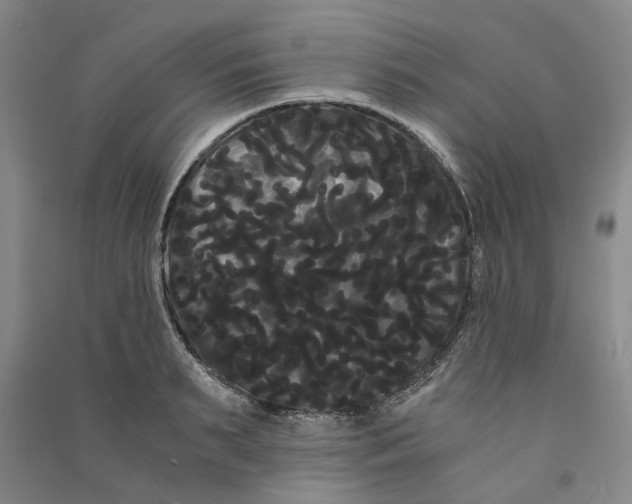 X0000090860895200708171603