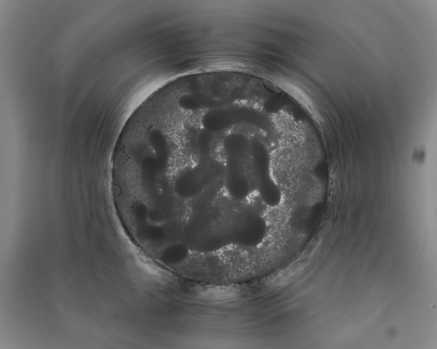 X0000090861047200708171601