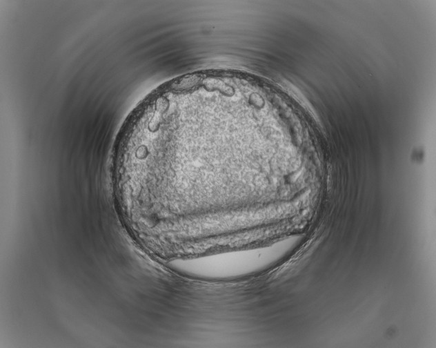 X0000090861068200708171600