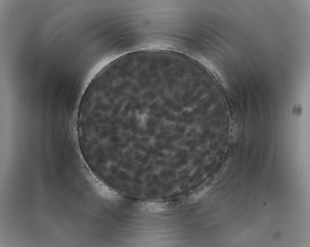 X0000090861086200708171600