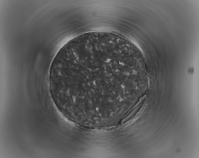 X0000090861087200708171600