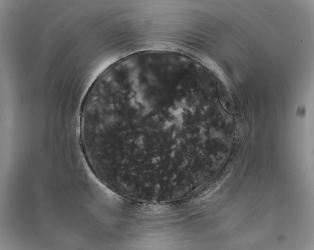 X0000090861095200708171600
