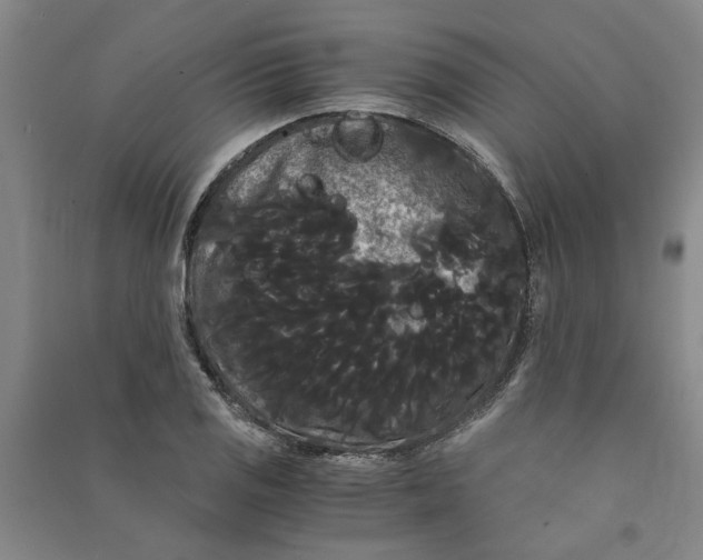X0000090861125200708171600