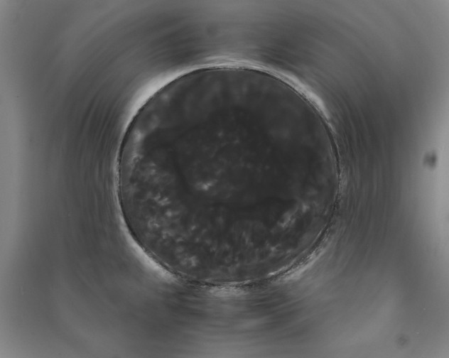 X0000090861239200708171559