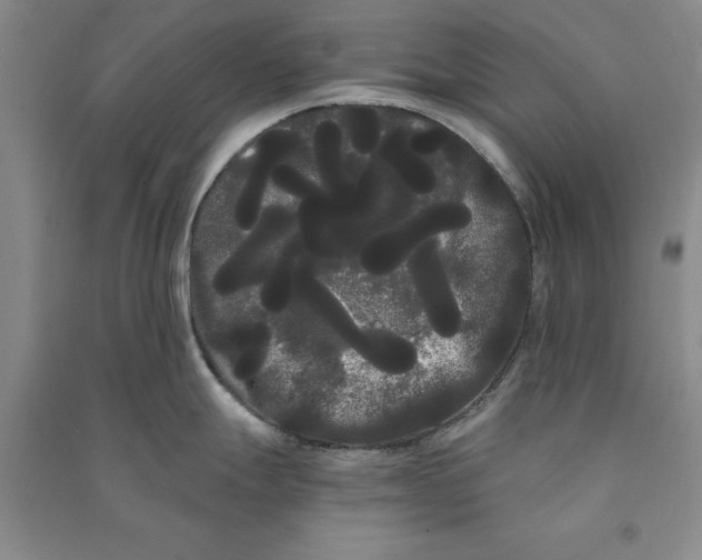 X0000090861247200708171559