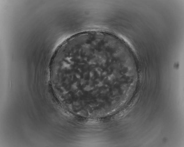 X0000090861267200708171558