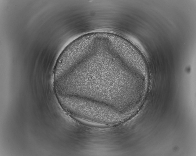 X0000090861284200708171558