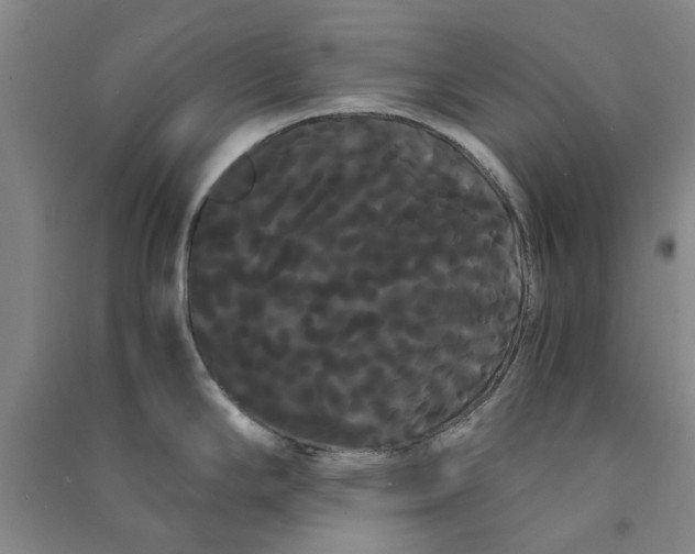 X0000090861294200708171557