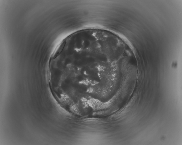 X0000090861295200708171557