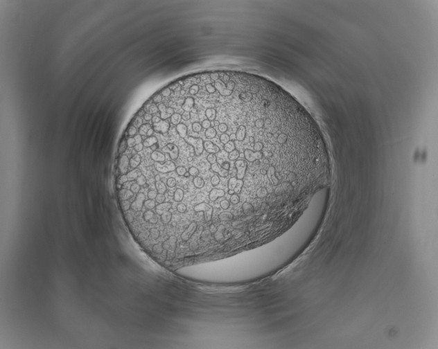 X0000090861296200708171557