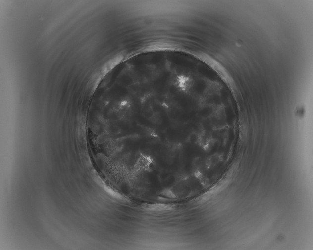 X0000090861337200708171557