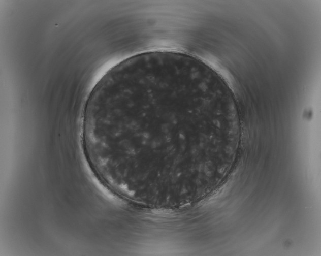 X0000090861383200708171556
