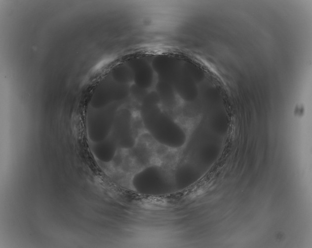 X0000090861446200708171556