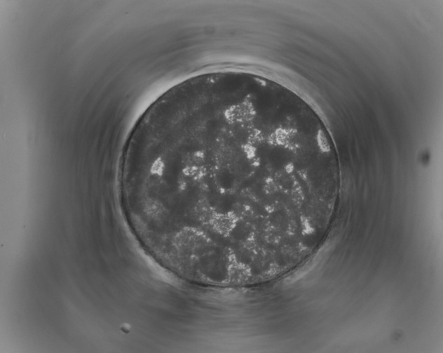 X0000090861533200708171555