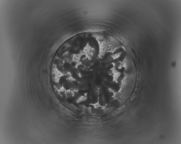 X0000090860337200708241903